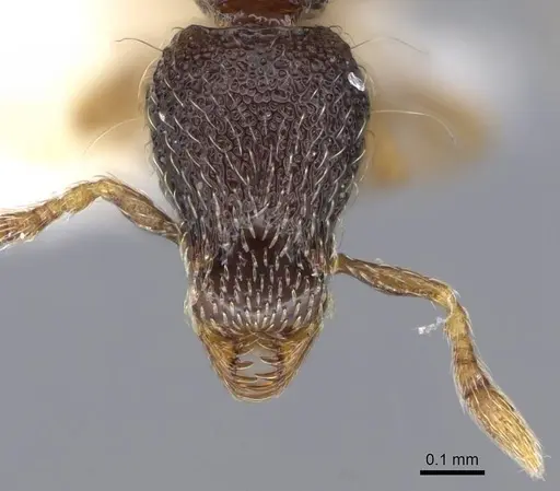 Strumigenys sistrura - CASENT0914727