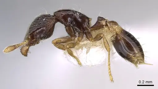 Strumigenys sistrura - CASENT0914727