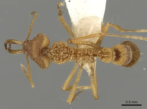 Strumigenys sisyrata specimen