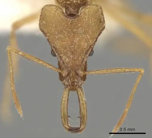 Strumigenys sisyrata specimen