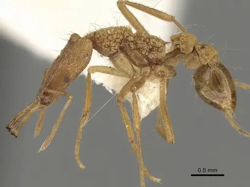 Strumigenys sisyrata specimen