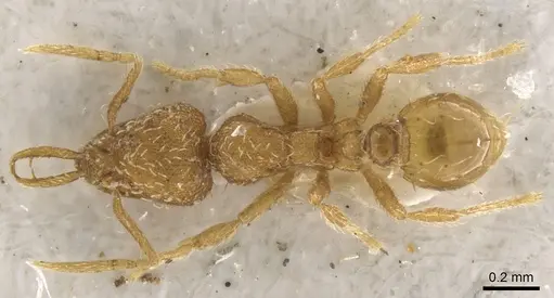 Strumigenys skia specimen