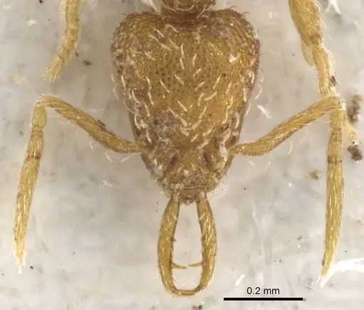 Strumigenys skia specimen