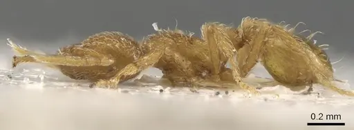 Strumigenys skia specimen