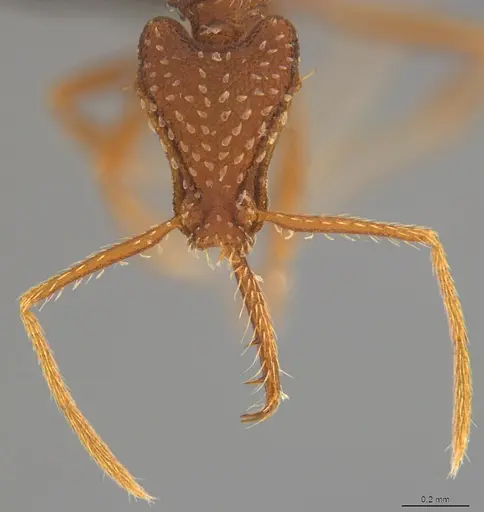 Strumigenys smilax specimen