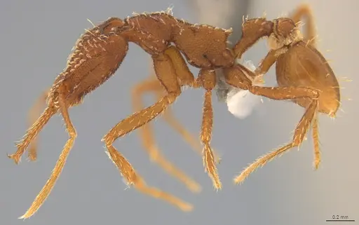 Strumigenys smilax specimen