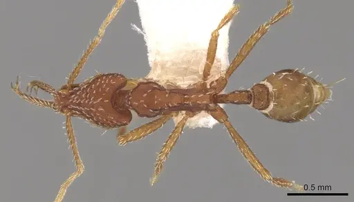 Strumigenys smilax - CASENT0280721