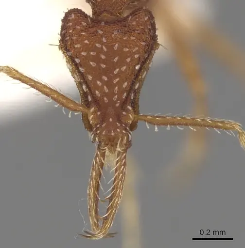 Strumigenys smilax - CASENT0280721