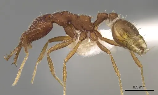 Strumigenys smilax - CASENT0280721