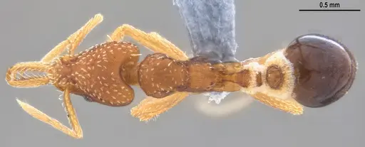 Strumigenys smithii specimen