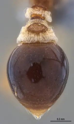 Strumigenys smithii specimen