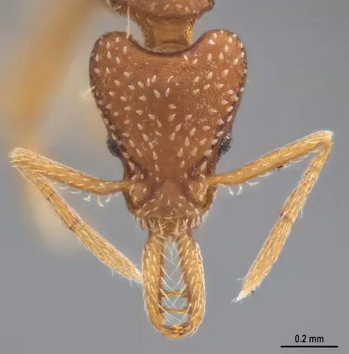 Strumigenys smithii specimen