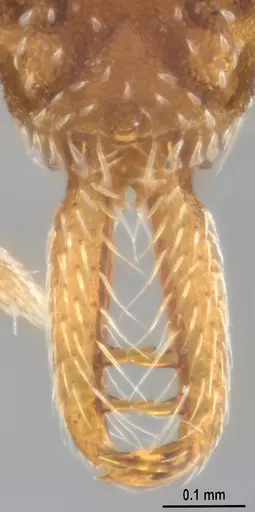 Strumigenys smithii - ANTWEB1053703