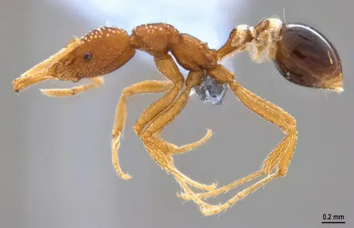 Strumigenys smithii - ANTWEB1053703