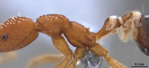 Strumigenys smithii - ANTWEB1053703