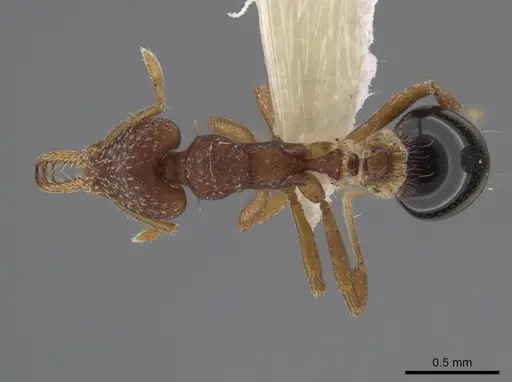 Strumigenys smithii - CASENT0640667