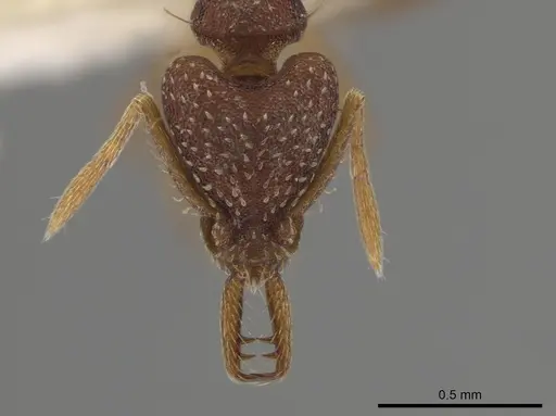 Strumigenys smithii - CASENT0640667