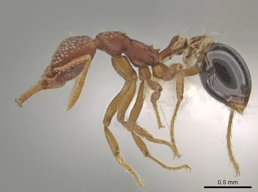 Strumigenys smithii - CASENT0640667