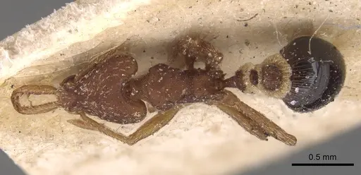 Strumigenys smithii - CASENT0904933