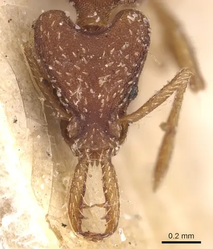 Strumigenys smithii - CASENT0904933