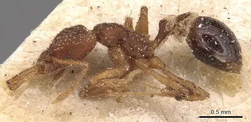 Strumigenys smithii - CASENT0904933