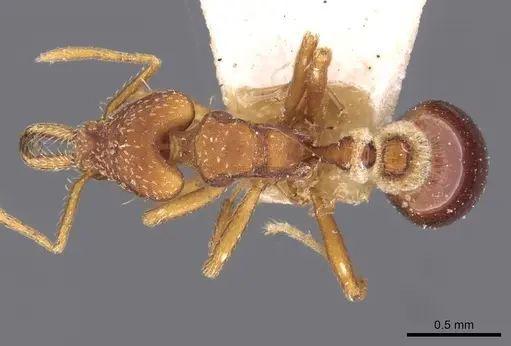 Strumigenys smithii - CASENT0909328