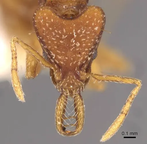 Strumigenys smithii - CASENT0909328