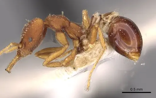 Strumigenys smithii - CASENT0909328