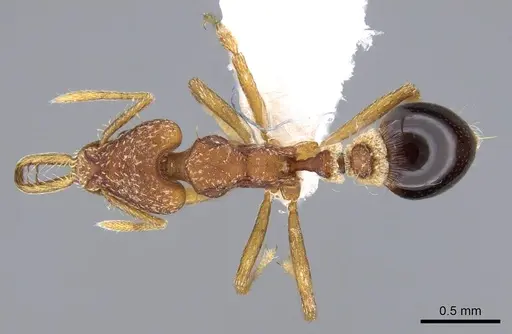 Strumigenys smithii - CASENT0914753