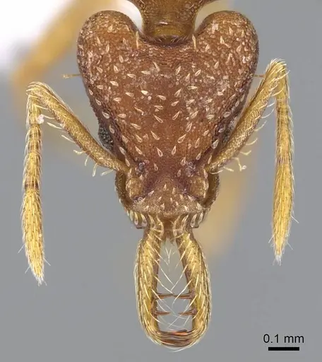 Strumigenys smithii - CASENT0914753