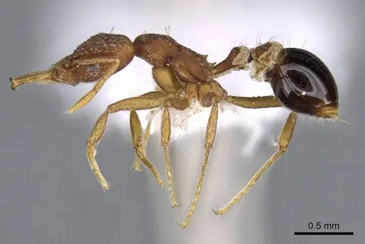 Strumigenys smithii - CASENT0914753