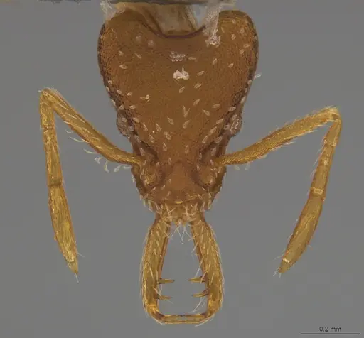 Strumigenys smithii - CASENT4036197