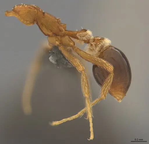 Strumigenys smithii - CASENT4036197