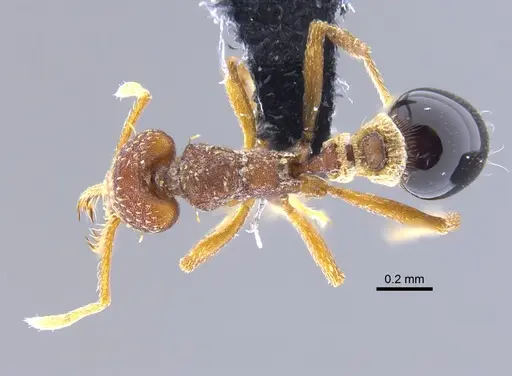 Strumigenys smithii - CBUMAGENT41695