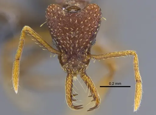 Strumigenys smithii - CBUMAGENT41695