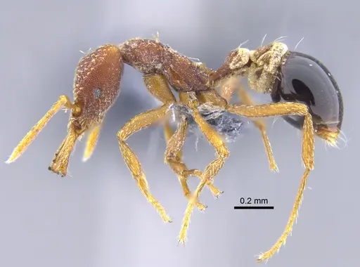 Strumigenys smithii - CBUMAGENT41695