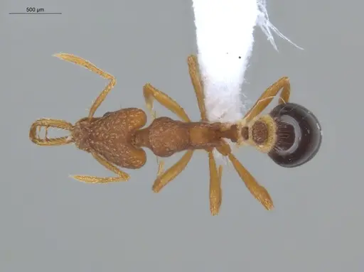 Strumigenys smithii - ECOFOG-IT14-0300-84