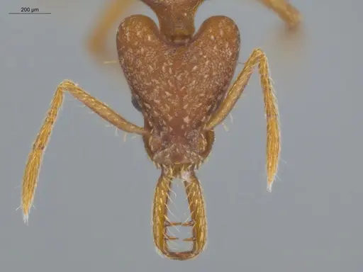 Strumigenys smithii - ECOFOG-IT14-0300-84