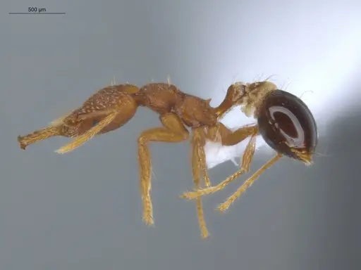 Strumigenys smithii - ECOFOG-IT14-0300-84