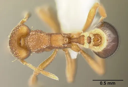 Strumigenys smithii - INBIOCRI002281918