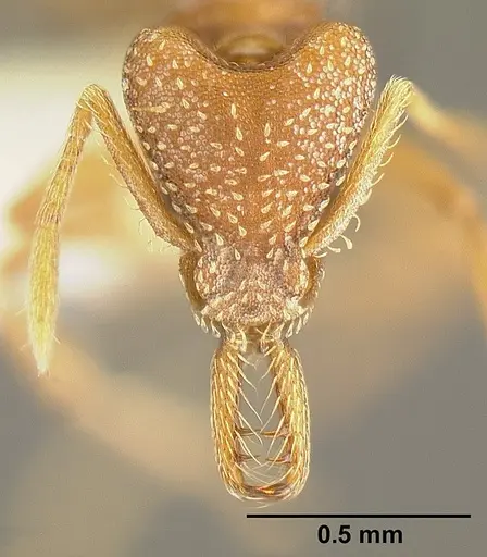 Strumigenys smithii - INBIOCRI002281918