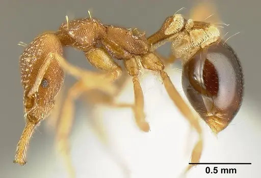 Strumigenys smithii - INBIOCRI002281918