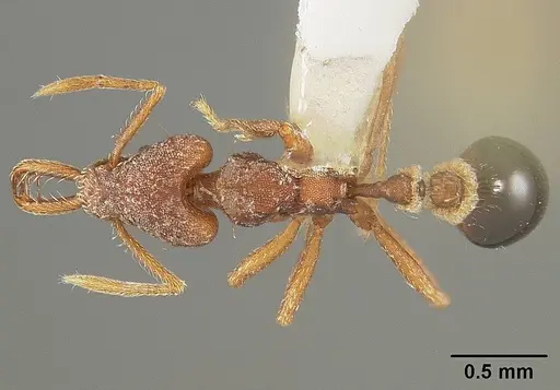 Strumigenys smithii - USNMENT00413854