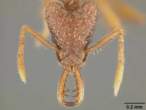 Strumigenys smithii - USNMENT00413854