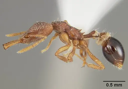 Strumigenys smithii - USNMENT00413854