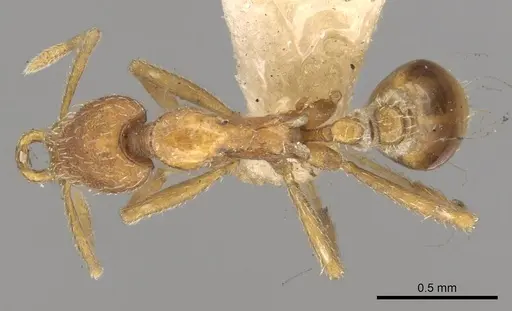 Strumigenys smythiesii specimen