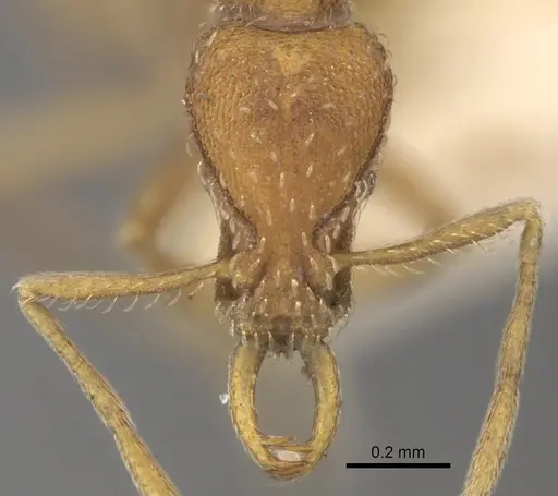 Strumigenys smythiesii specimen