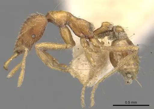 Strumigenys smythiesii specimen