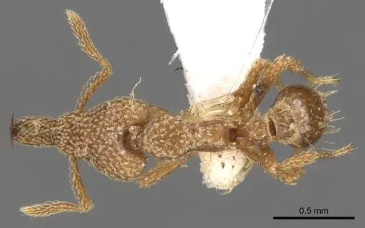 Strumigenys snellingi specimen