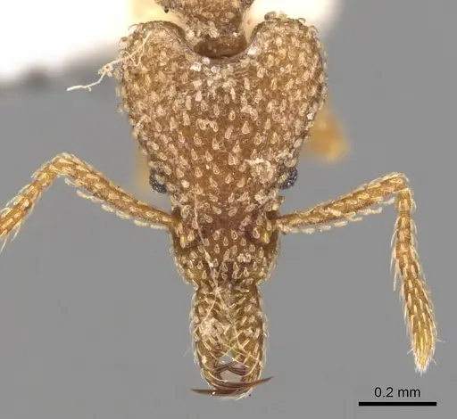 Strumigenys snellingi specimen